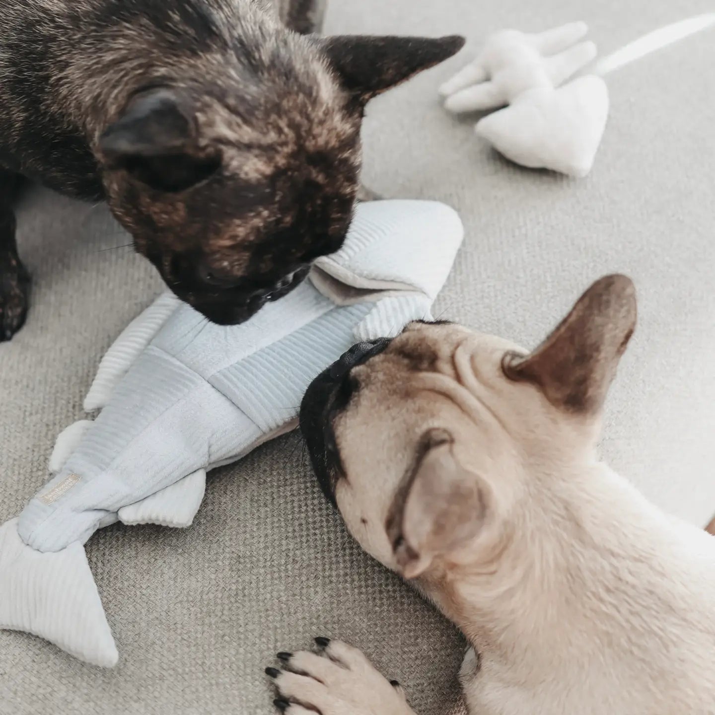 JOUET POUR CHIEN TRUIT ENRICHISSEMENT - Toutoustore