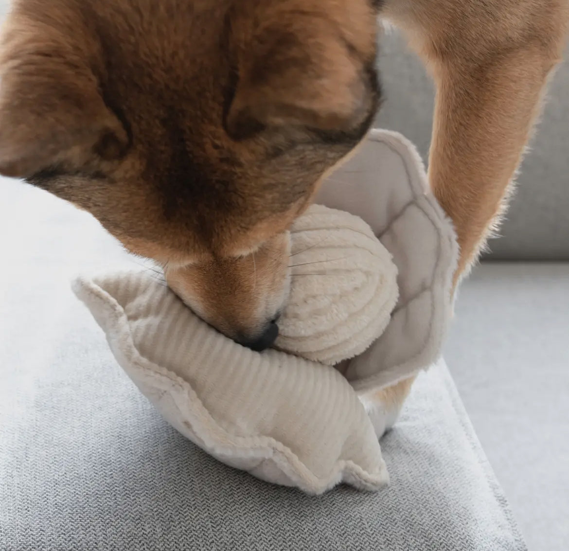 JOUET POUR CHIEN OYSTER
POP ENRICHISSEMENT - Toutoustore
