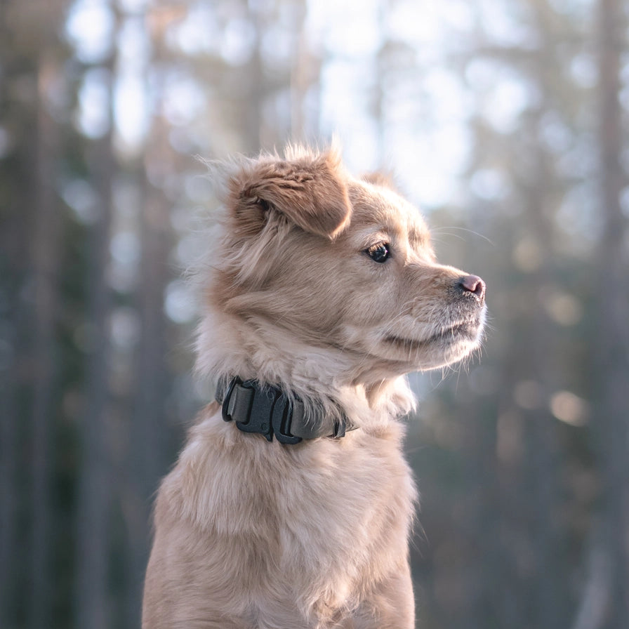 COLLIER AVA CHIEN - Toutoustore