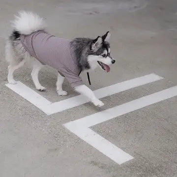 BRETON VÊTEMENTS POUR CHIEN - Toutoustore