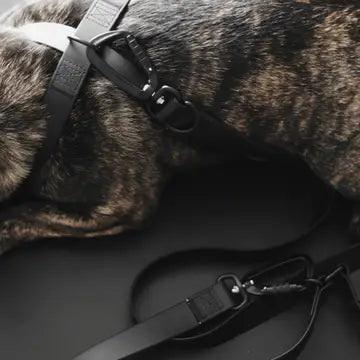 MELLEM laisse imperméable à longueur convertible pour chiens - Toutoustore