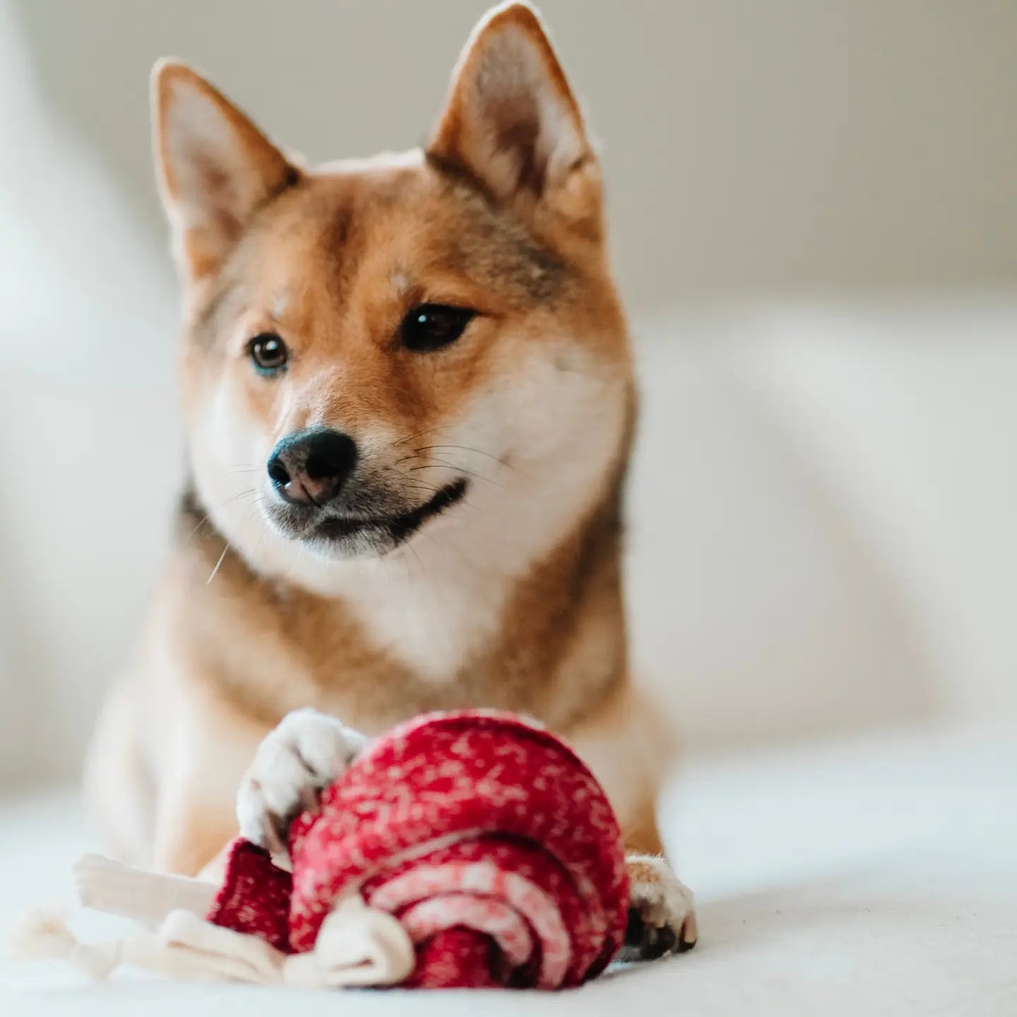 JOUET POUR CHIEN LOLLIPOP ENRICHISSEMENT - Toutoustore