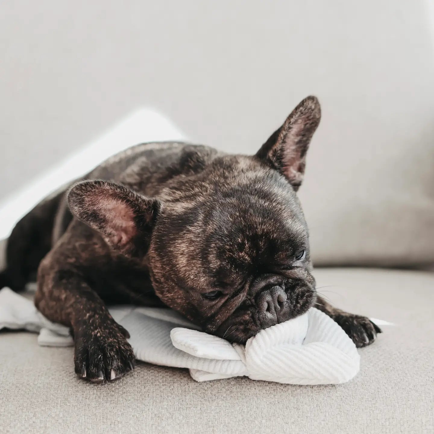 JOUET POUR CHIEN TRUIT ENRICHISSEMENT - Toutoustore