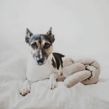 NOU JOUET POUR CHIEN GRIS AVEC GRAPPES FROISSÉES ENRICHISSEMENT - Toutoustore