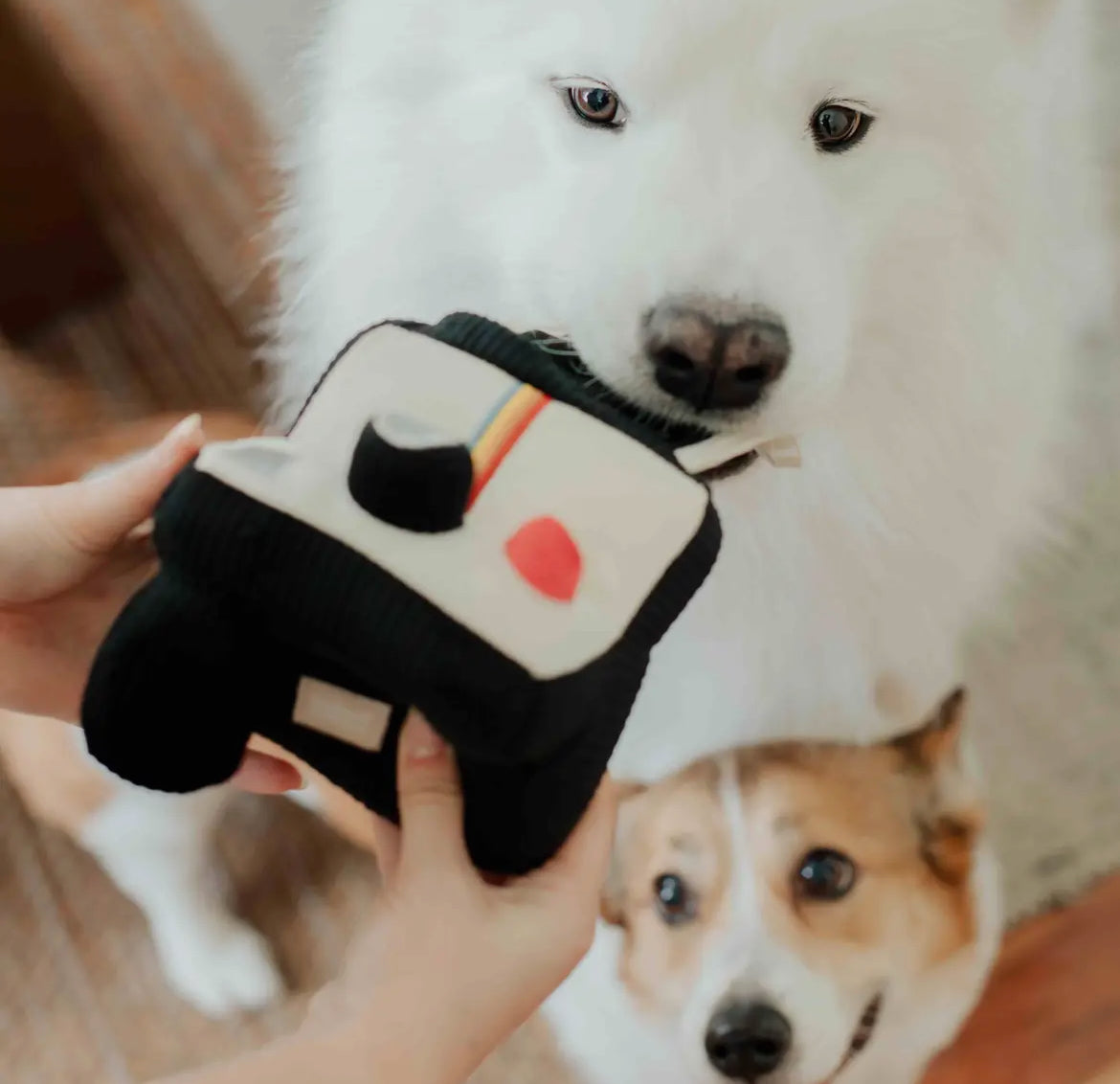 JOUET ENRICHISSEMENT POUR
CHIENS, APPAREIL PHOTO INSTANTANÉ - Toutoustore 