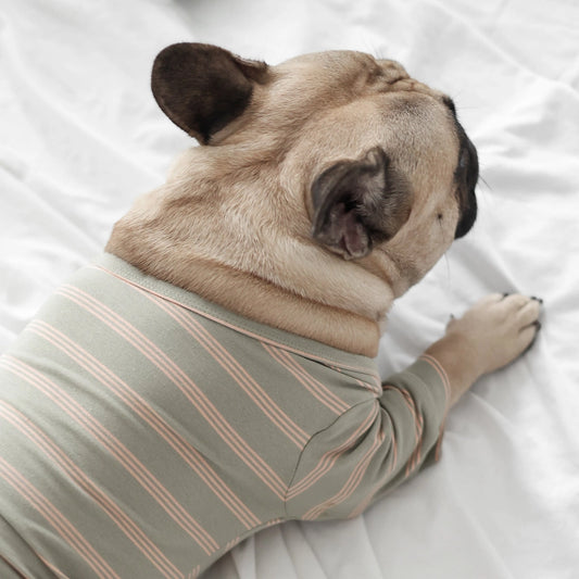 CHELSEA Vêtements pour chiens - Toutoustore 