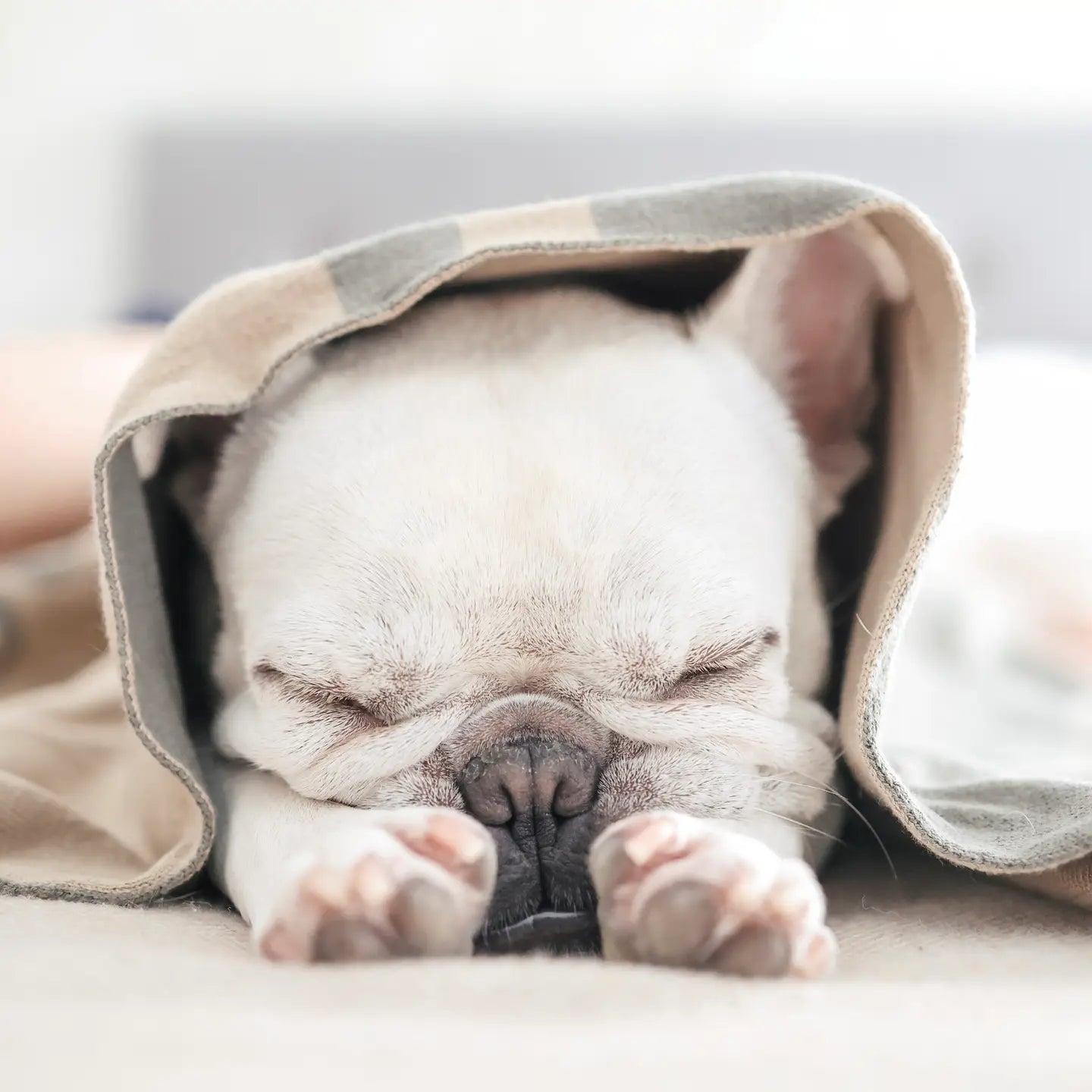 COUVERTURE LET DOGS BE DOGS - Toutoustore 