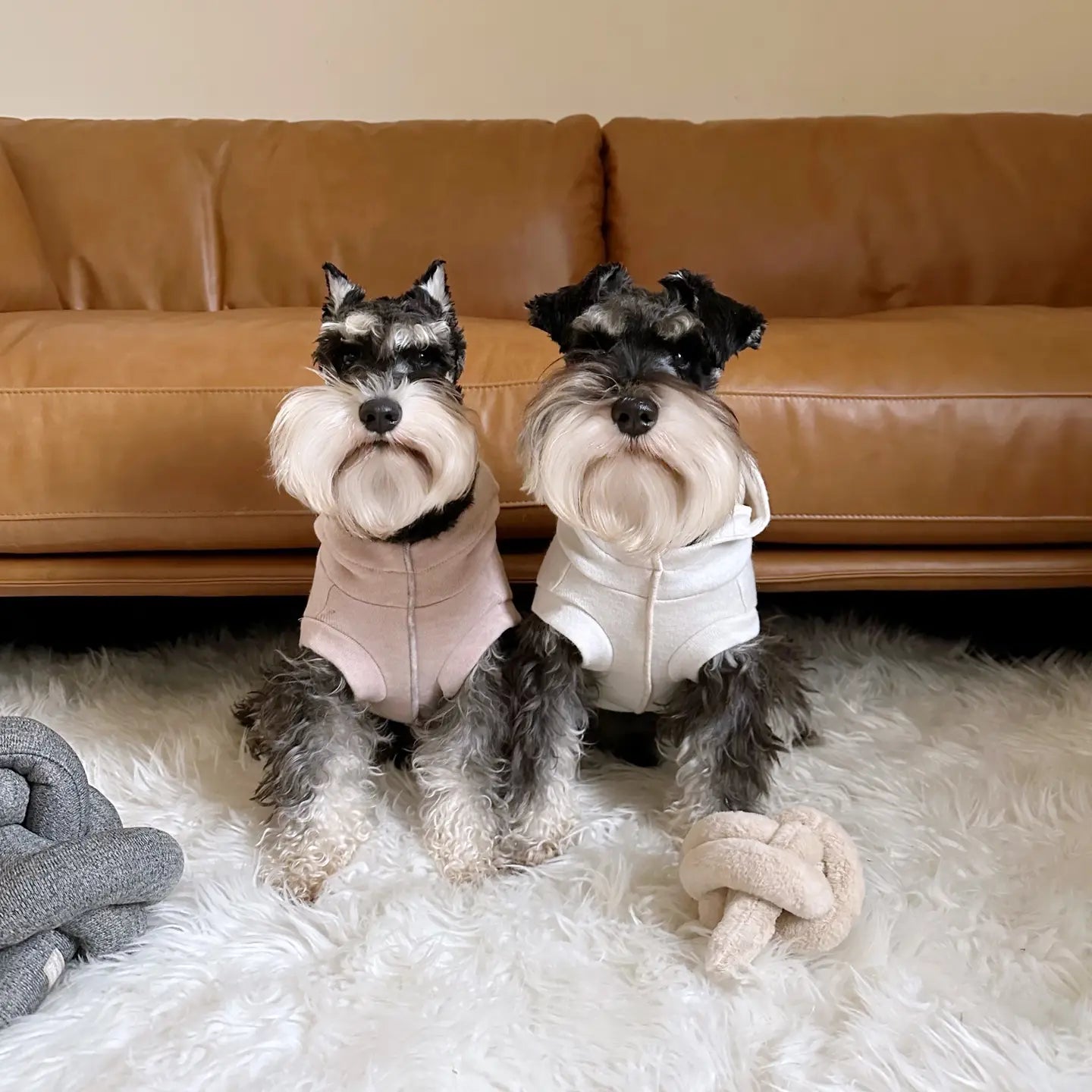 ROBIN VÊTEMENTS POUR CHIEN - Toutoustore 