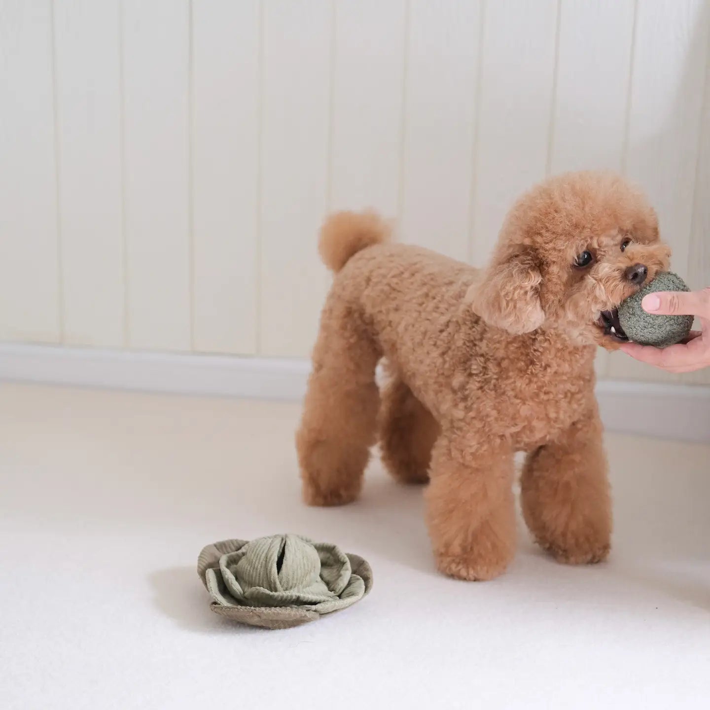 JOUET POUR CHIEN CABBAGE POP ENRICHISSEMENT - Toutoustore 