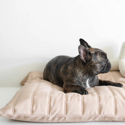 LATIN LIT POUR ANIMAUX - CHIEN - Toutoustore 