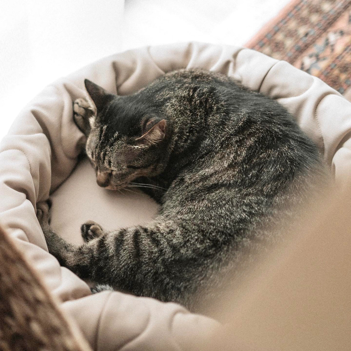 LIT À TARTES POUR CHIEN ET CHAT - Toutoustore 