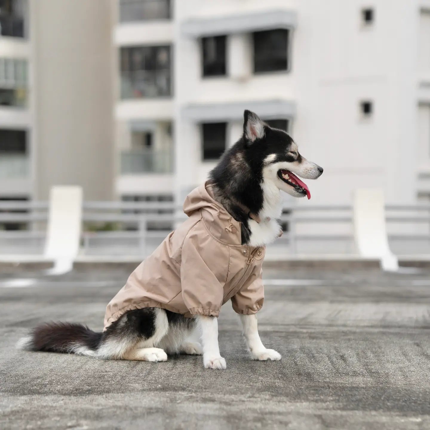 BROOKLYN KWAY POUR CHIEN - Toutoustore 