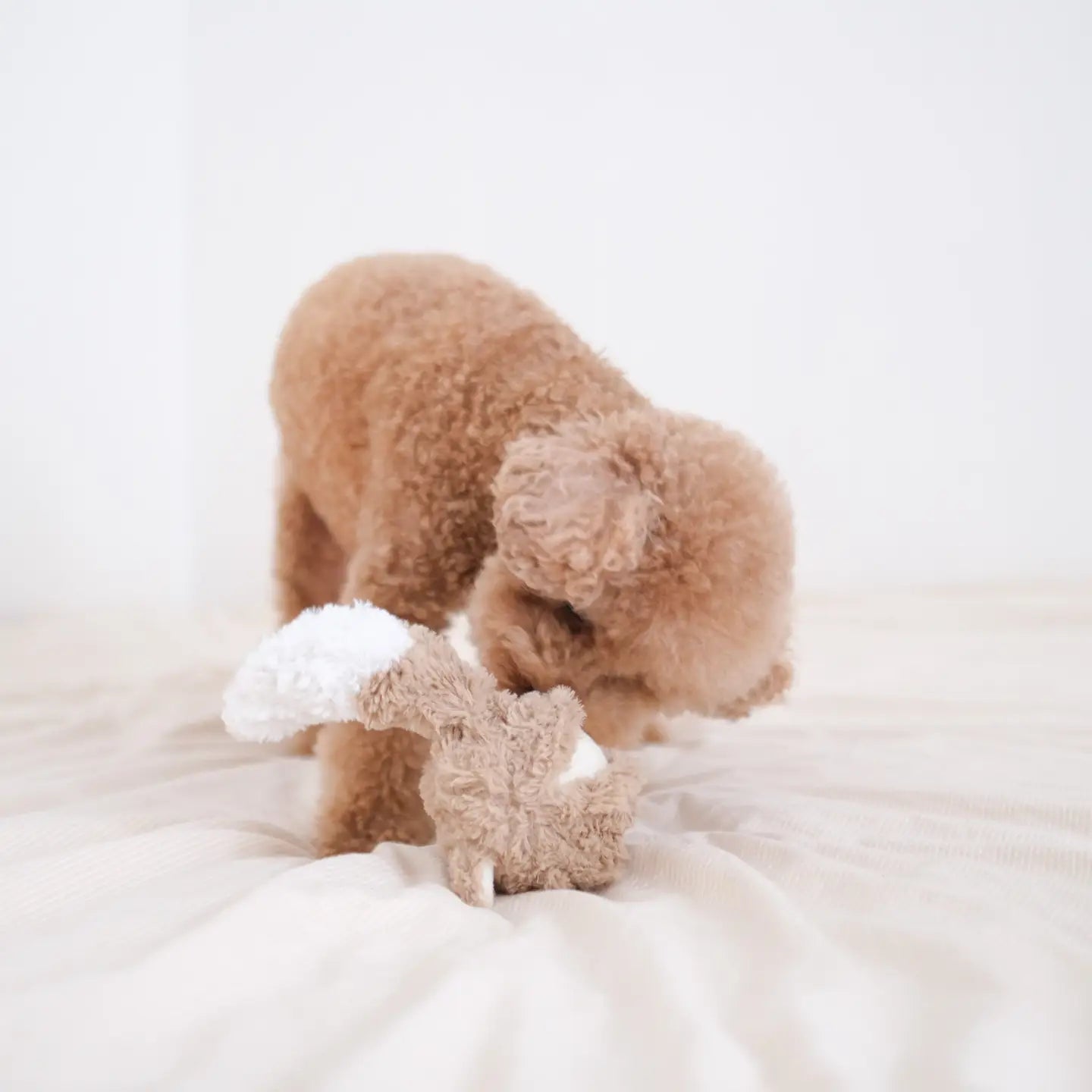 JOUET POUR CHIEN FOX POP - Toutoustore 