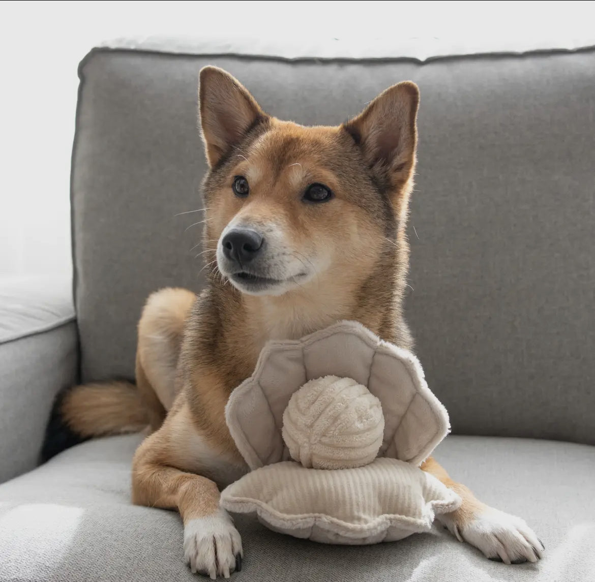 JOUET POUR CHIEN OYSTER
POP ENRICHISSEMENT - Toutoustore 