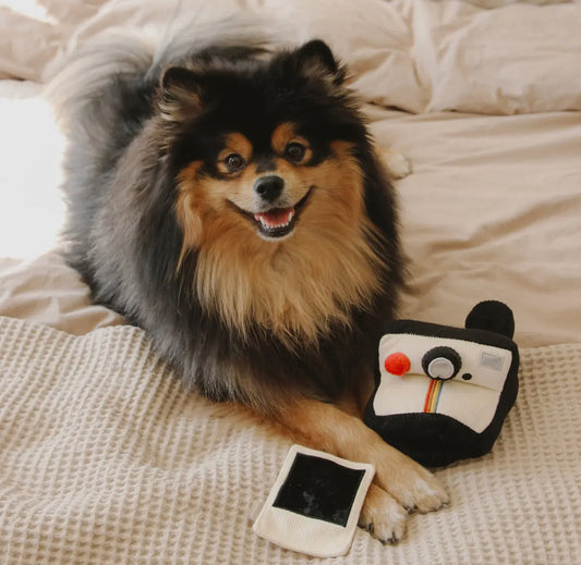 JOUET ENRICHISSEMENT POUR
CHIENS, APPAREIL PHOTO INSTANTANÉ - Toutoustore 