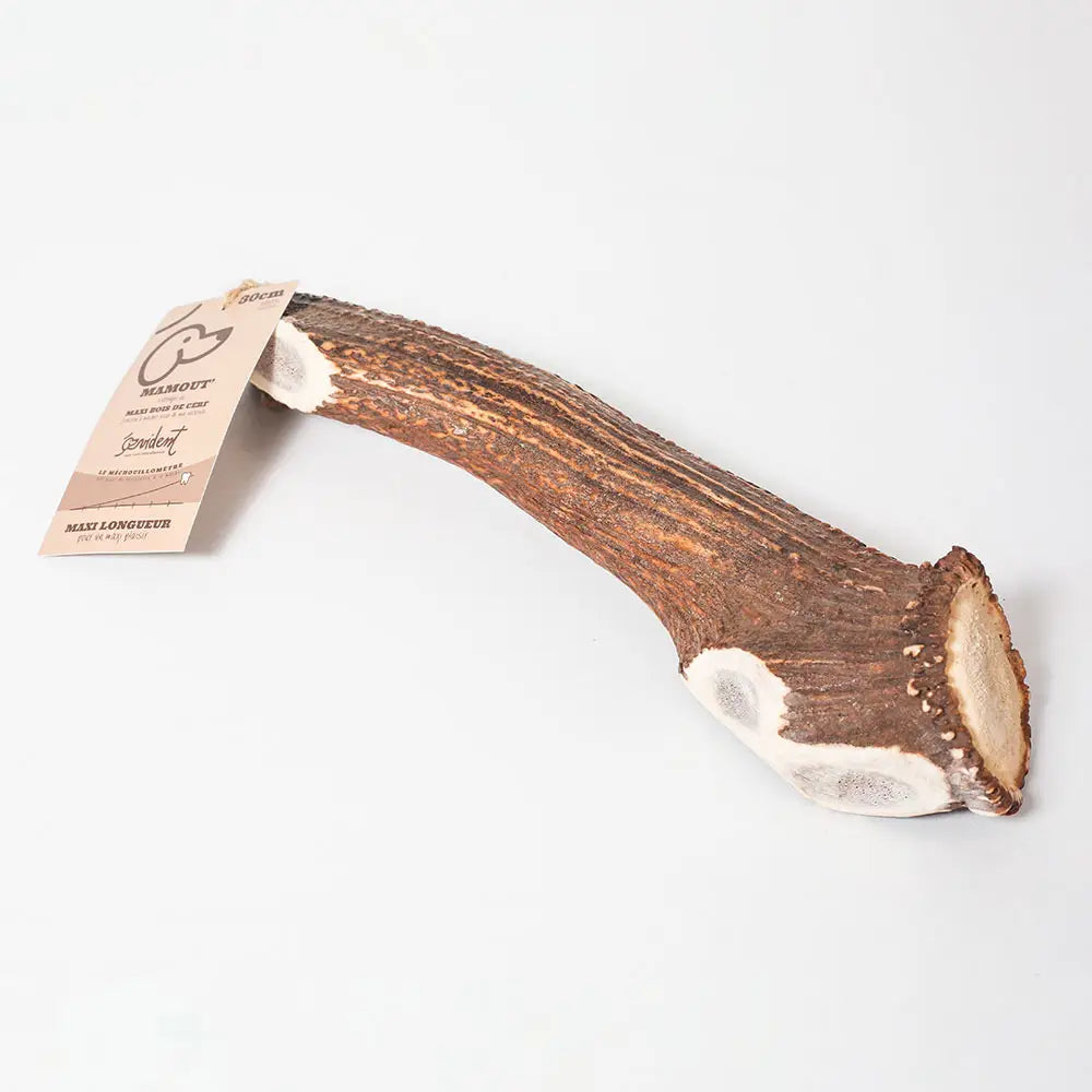 MAMOUT' - Bois de cerf entier à mâcher MAXI LONGUEUR - Toutoustore 