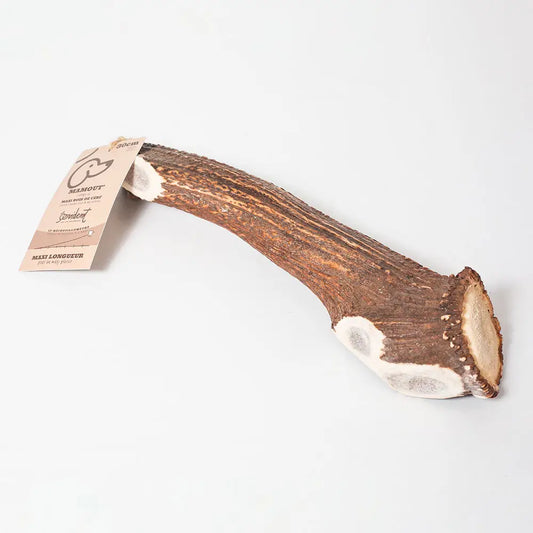 MAMOUT' - Bois de cerf entier à mâcher MAXI LONGUEUR - Toutoustore 
