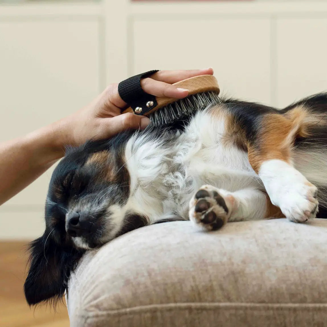 Shampoing sec certifié bio - Toutoustore 