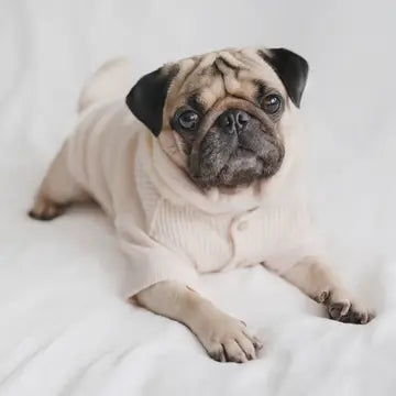 GAUFRE VÊTEMENTS POUR CHIEN - Toutoustore 