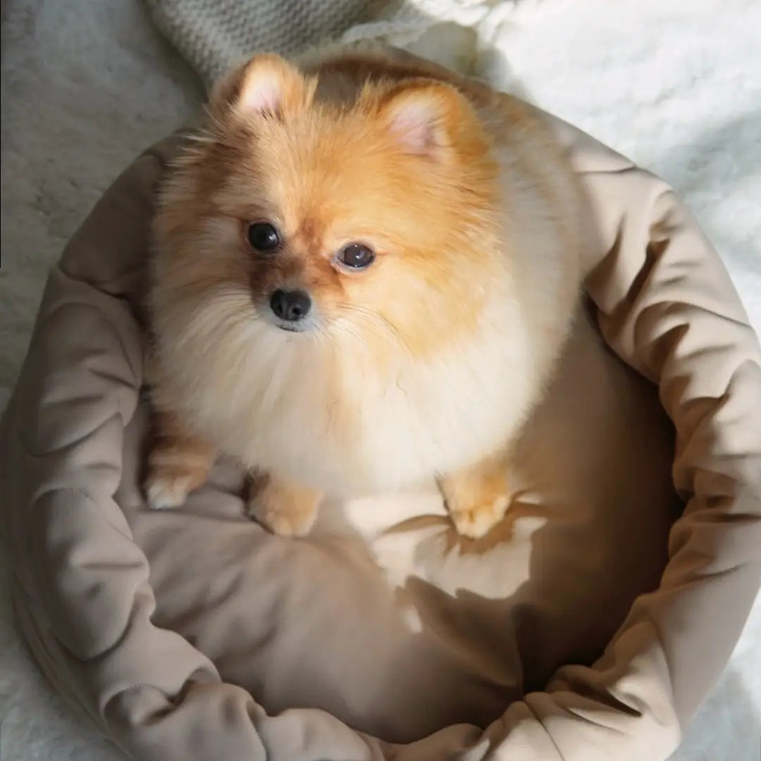 LIT À TARTES POUR CHIEN ET CHAT - Toutoustore 