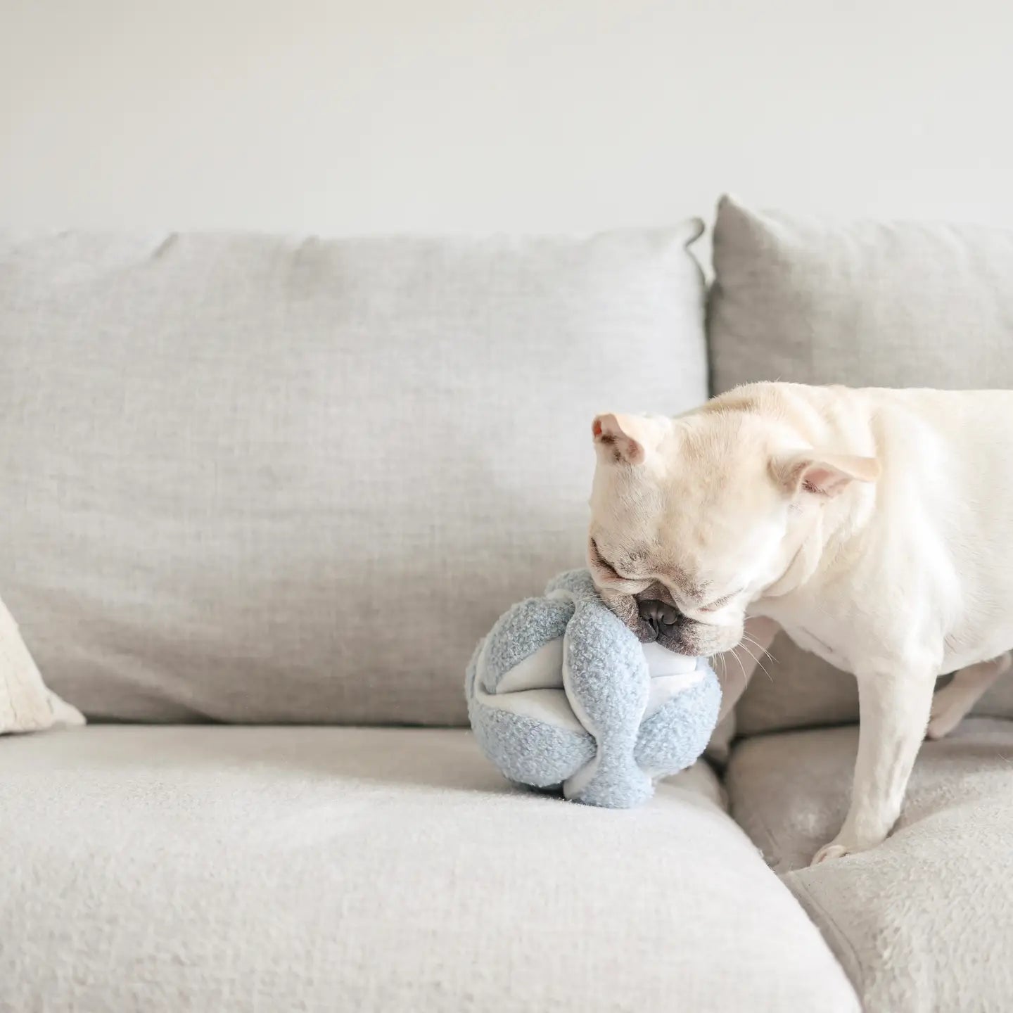JOUET POUR CHIEN MONTI ENRICHISSEMENT - Toutoustore 